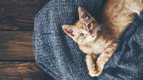 Designing a Purrfect Cat-Friendly Home in South Bend | Cressy & Everett