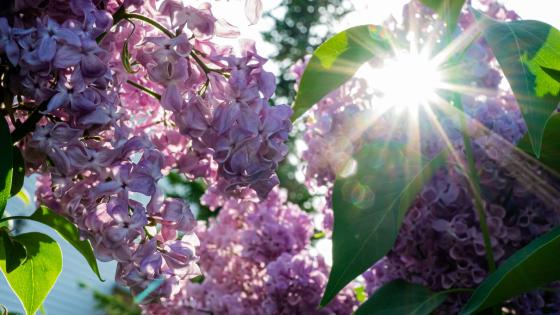 Where to See Spring Blooms in Michiana's Gardens and Arboretums | Cressy & Everett Real Estate